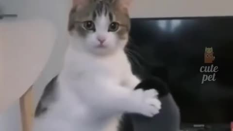 Funny cute cats