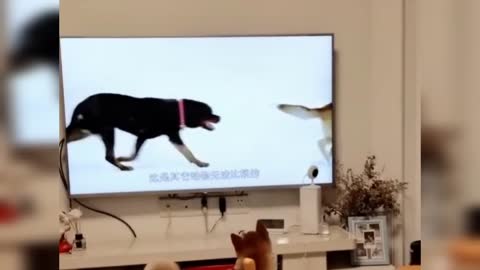 a cat confused after seeing TV