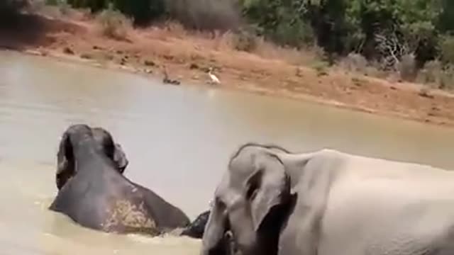 Lovly wild elephant family bathing