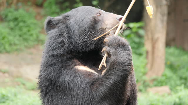 Wildlife Asian Black Bear In Forest