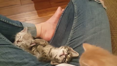 Rescue Kittens..my lap at any given time