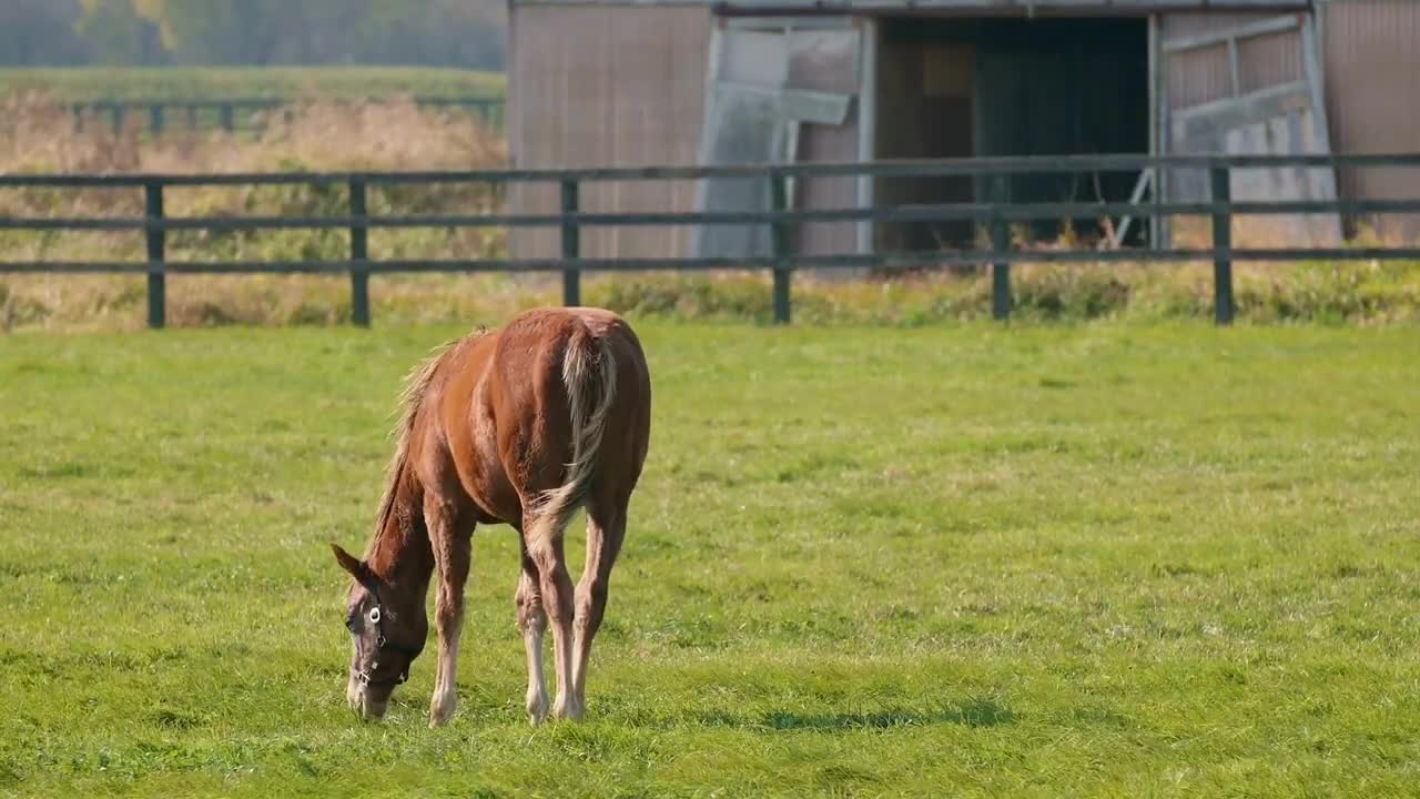 5 MINUTES of BEAUTIFUL THOROUGHBRED HORSES