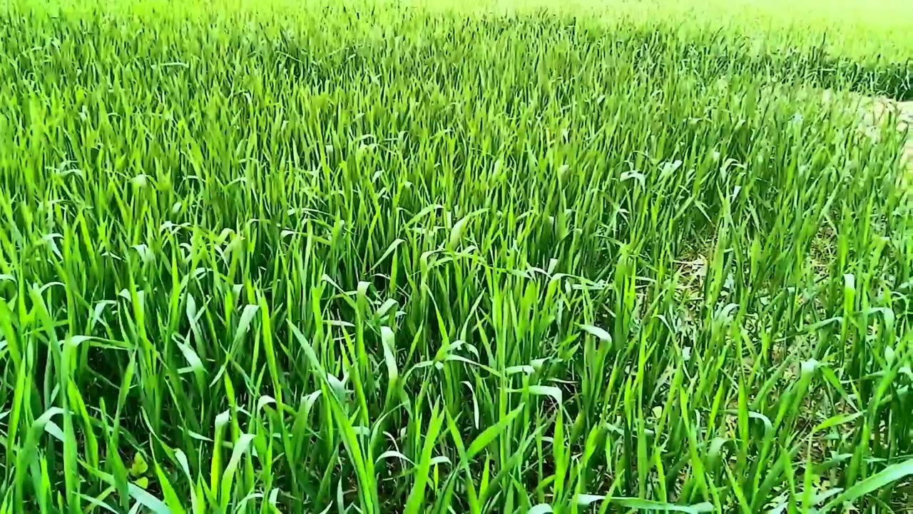 Natural scenery Of Indian Grass field - Best For farmers