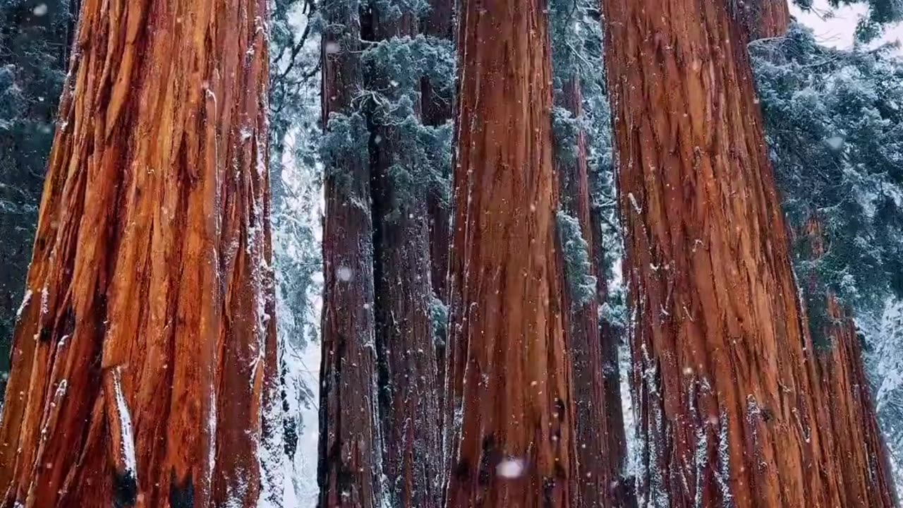 Beautiful, beautiful trees 🌲