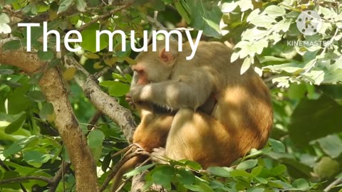 Funny monkey