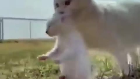 Funny chat 🐱