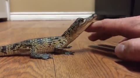 Baby Crocodile Likes to be Pet