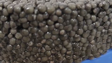 Siberian Caviar