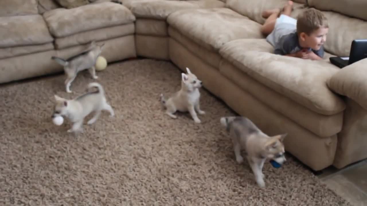 Alaskan Klee Kai puppies discover toddler