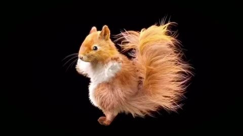 Squirrels dance