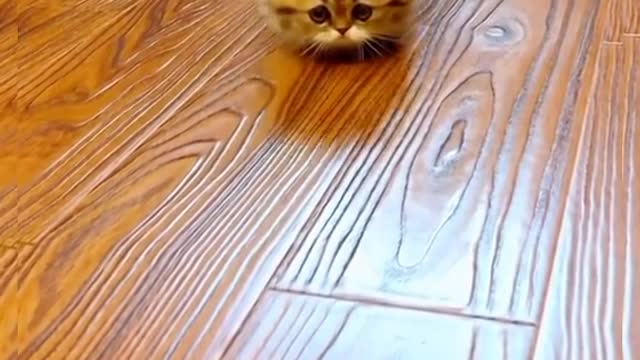 cute and cute kittens