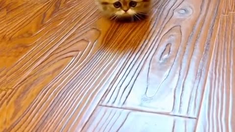 cute and cute kittens