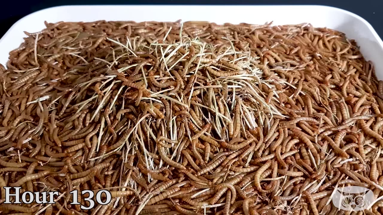 10 000 MEALWORMS VS FISH (and some other stuff)