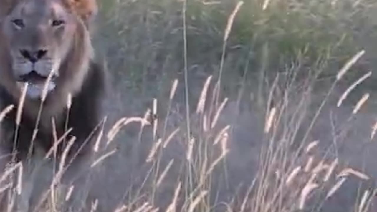 Big cat loin