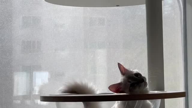 사랑하는 고양이