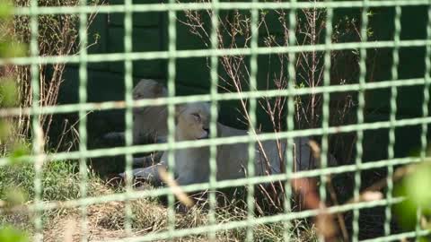 Lioness rest at the zoo