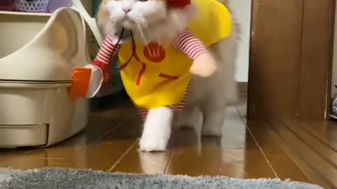 I am getting a McDonald as soon as possible if this cat will be making my burger😂😂😂