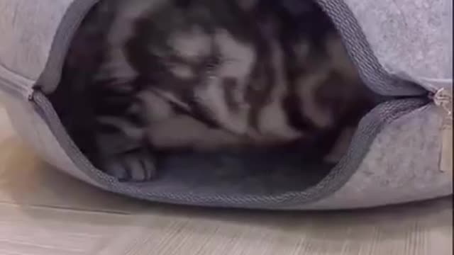 Cute cat playing