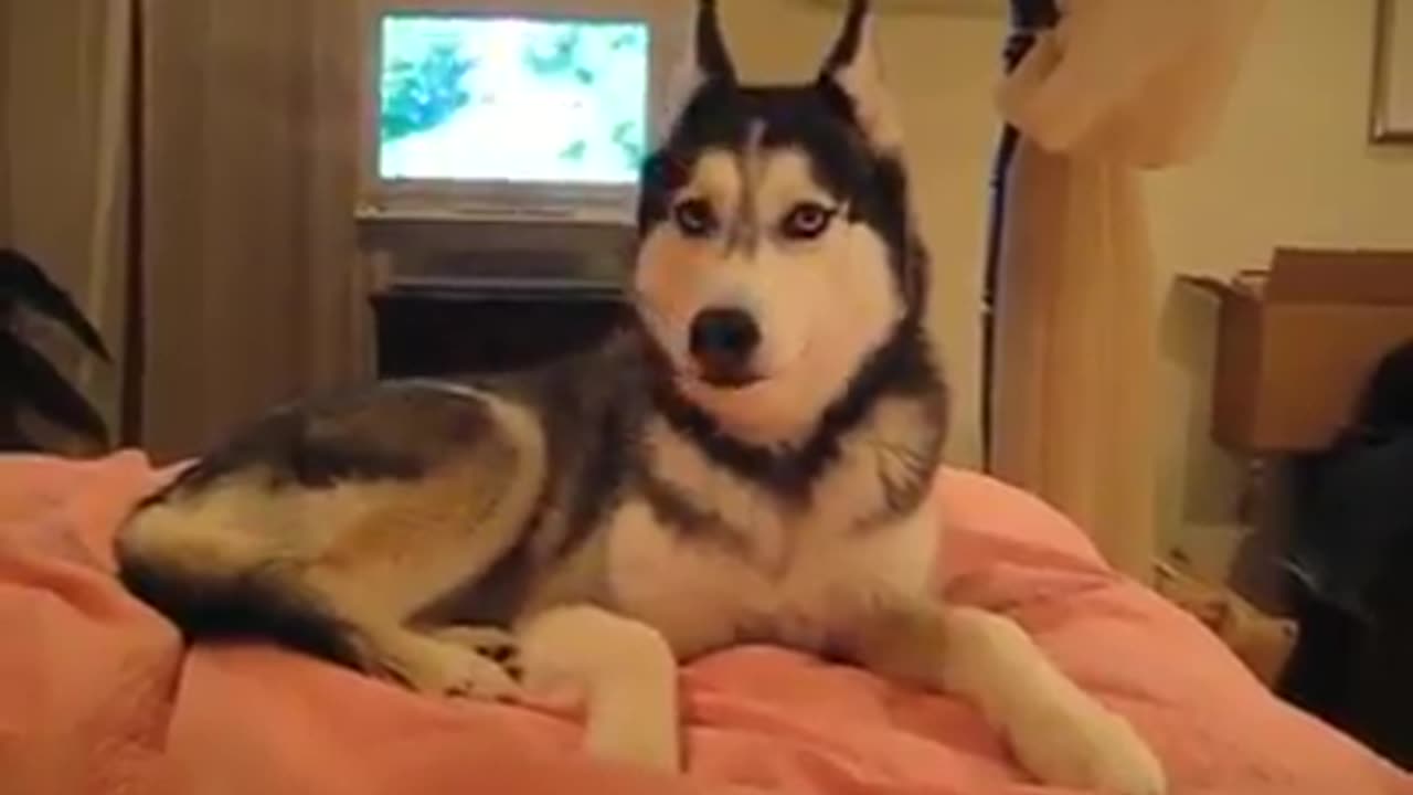 Husky dog talking “I LOVE YOU”