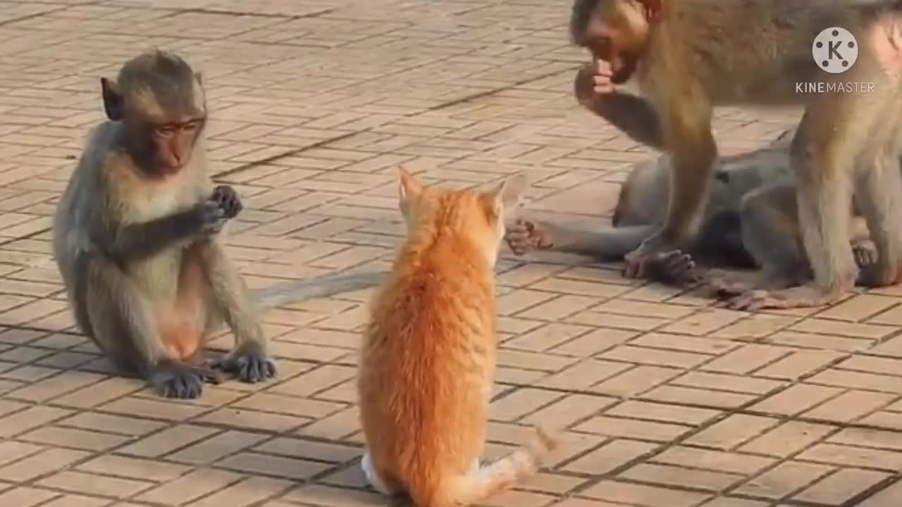 Monkey vs dog