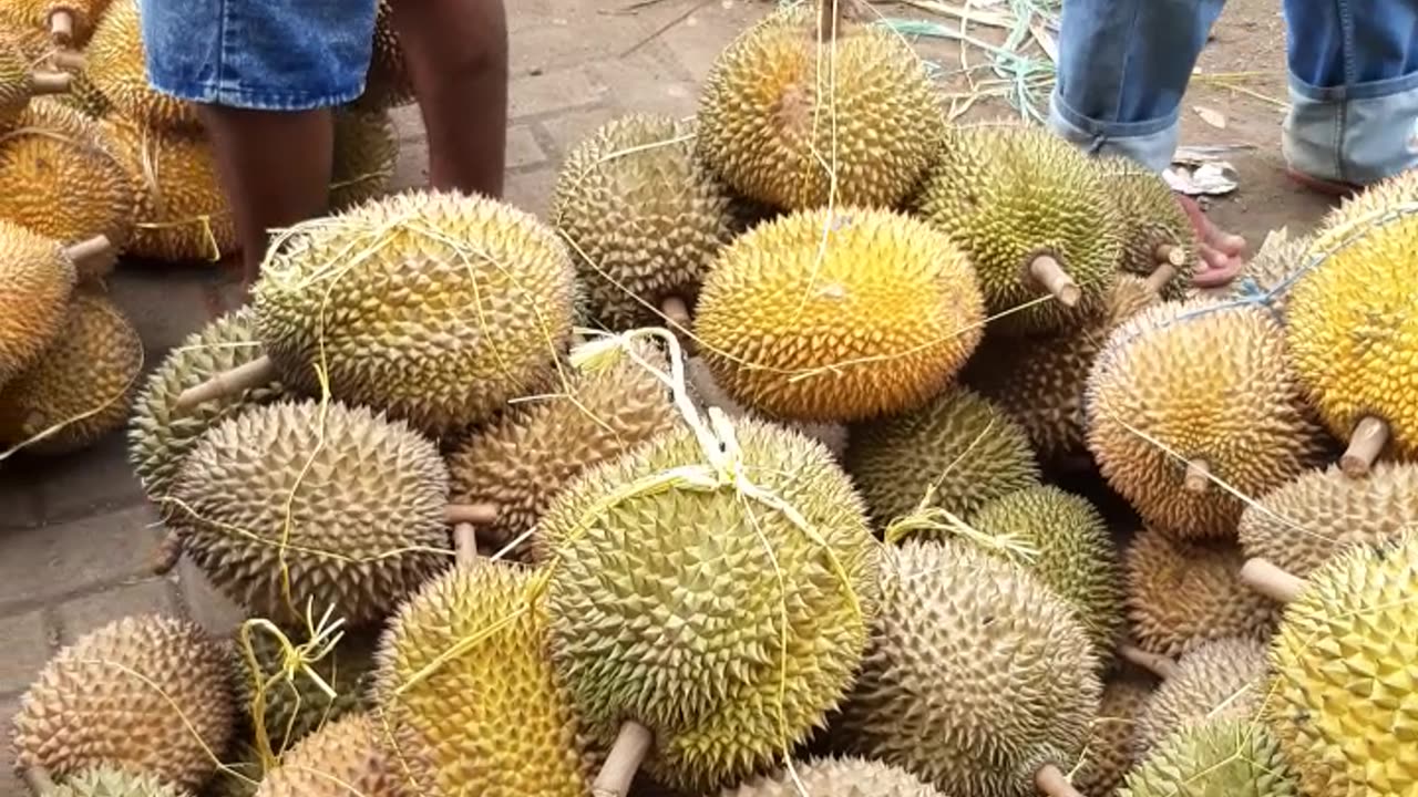 Panen raya buah durian lokal indonesia