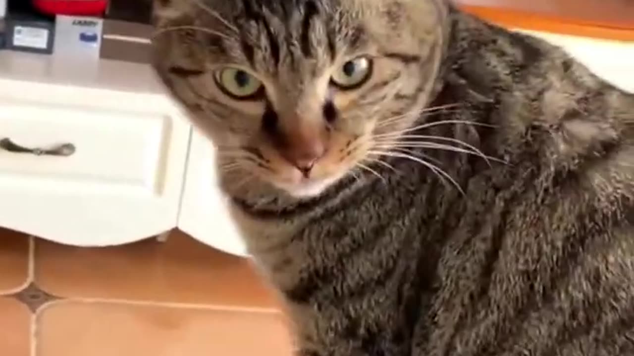 Funny_Cats_And_Dogs_Videos_😂_#1_-_Best_Funniest_Animal_Videos_2023_😅