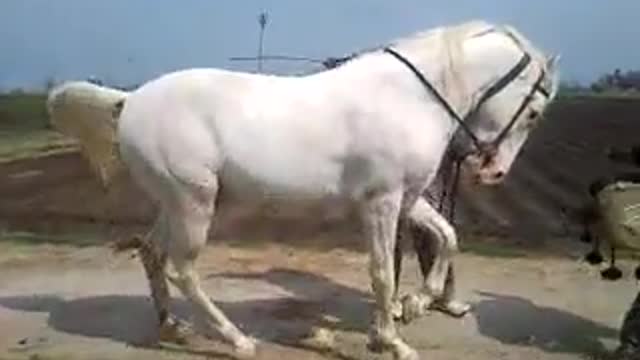 A talented horse and dancer