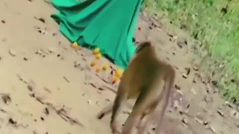 Funniest Animal Videos That Will Make You Laugh 2024