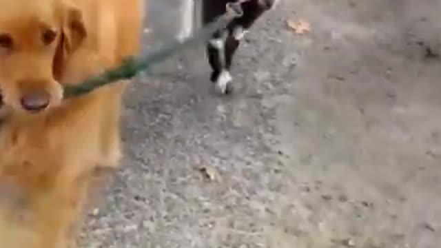 dog walking a goat