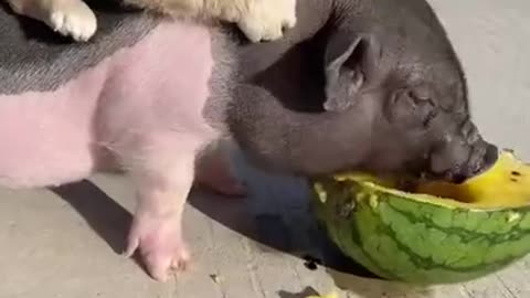 Funny baby animals videos 2