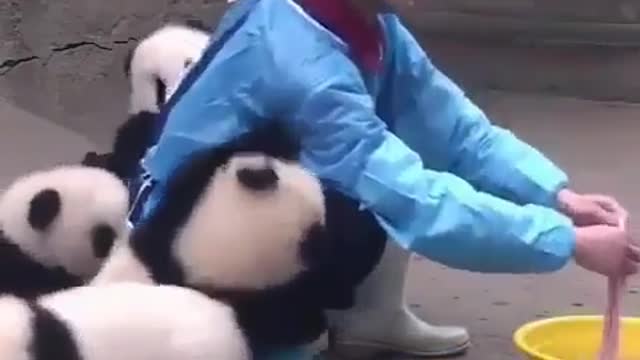 The cute panda