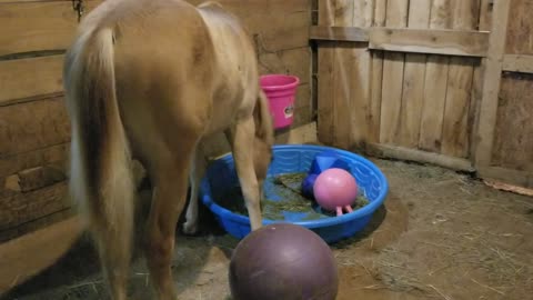 In search of Carrots 05/21/2023