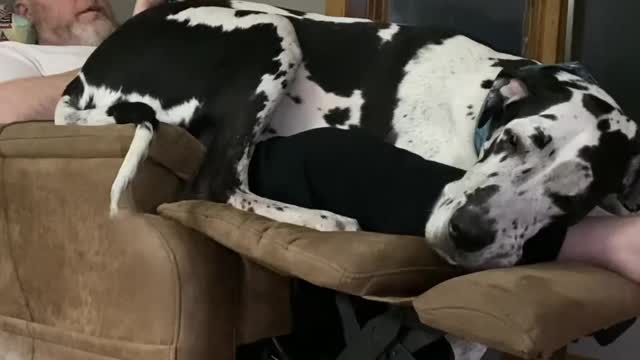 THE GREAT DANE Dog Video 78 - Great Dane Compilation - Tallest Dog in The World