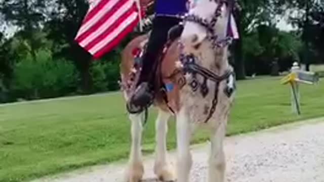 Tick-tock horse