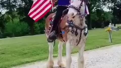 Tick-tock horse