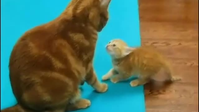 Cute cat video amazing cat and funny video
