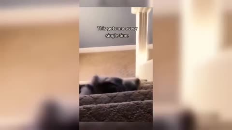Crazy Animals