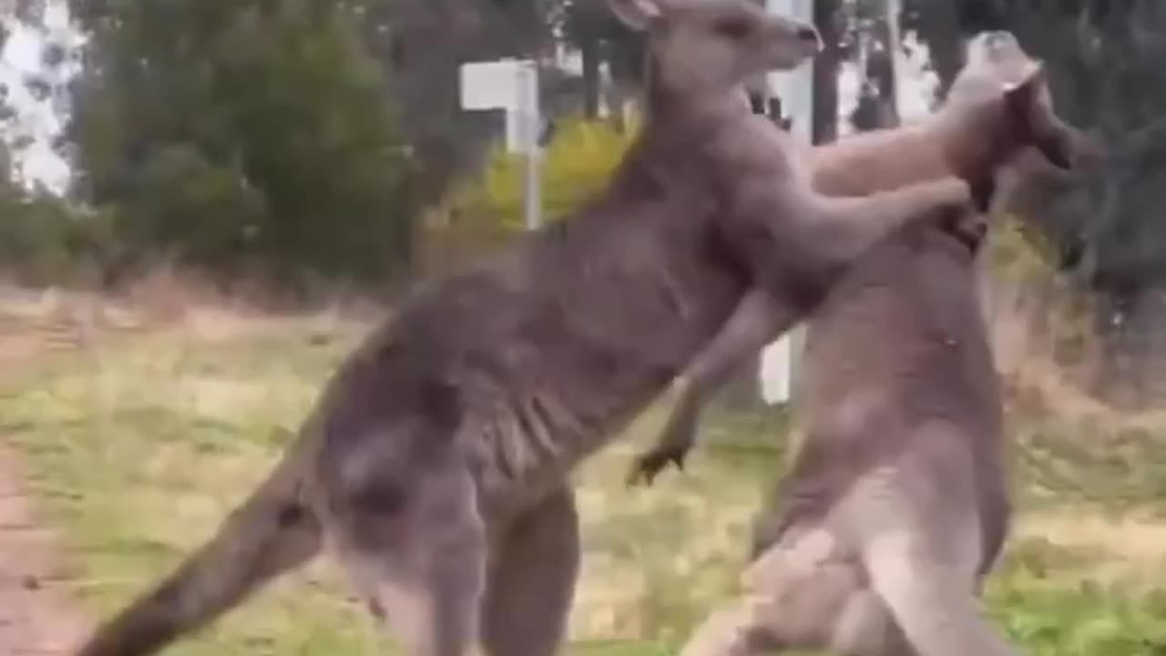 Funny animal fight 🤣🤣🤣🤣