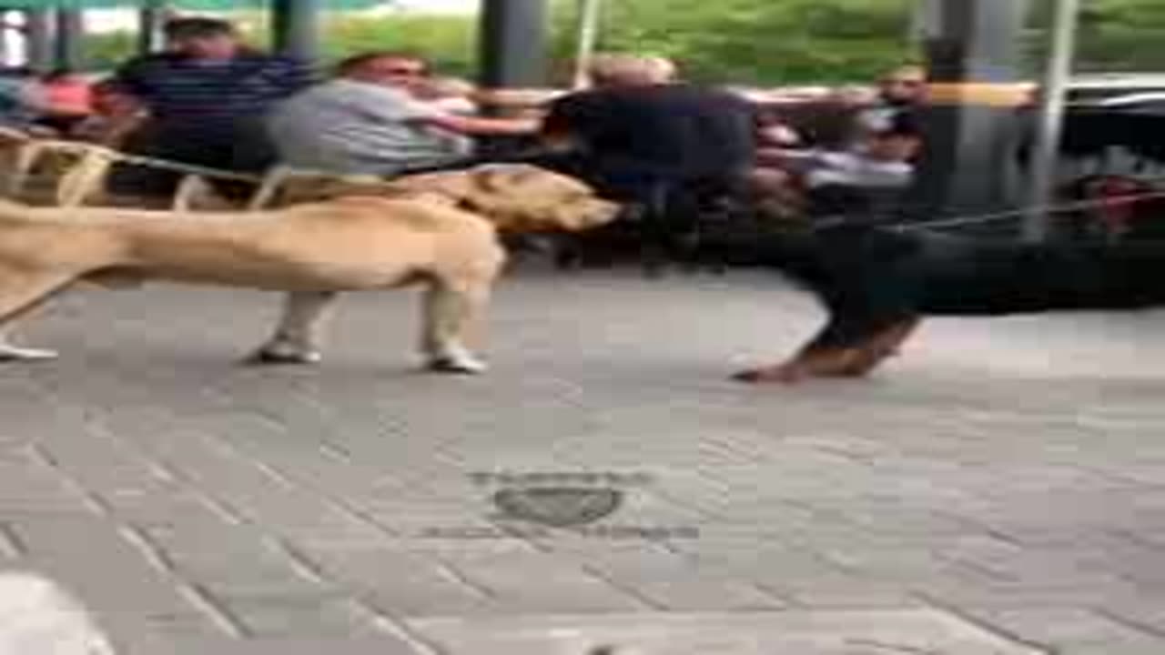 Dog fighting