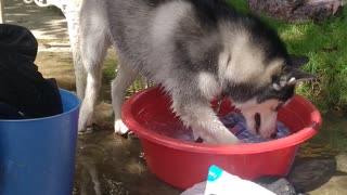 Helpful Husky Cleans Clothes