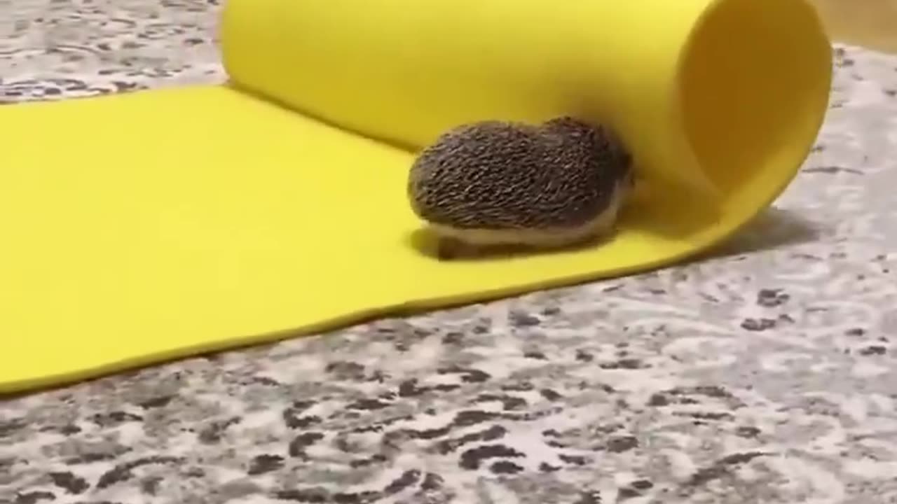 So cute 🦔