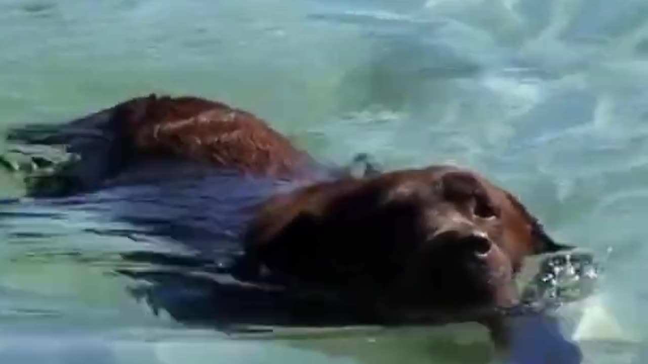 CUTE DOG BATHING VEDIO