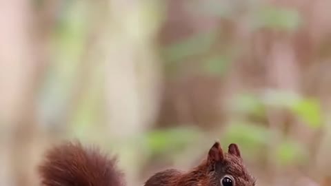 Little squirrels collect nuts