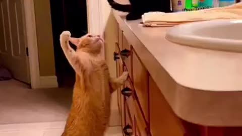 Funny animals videos 😻😹😺#funnyvideo #funnymemes #funnymoments #funnycats