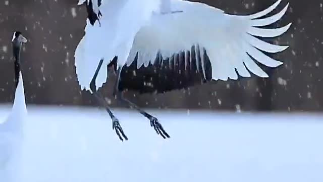 The beautiful crane dances