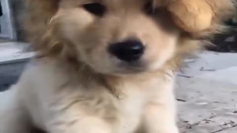 Funny Dogs Activities | Funny video | Cute Dog