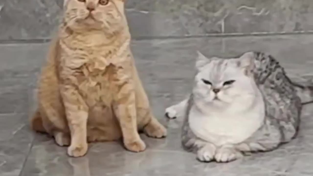 Cat action video