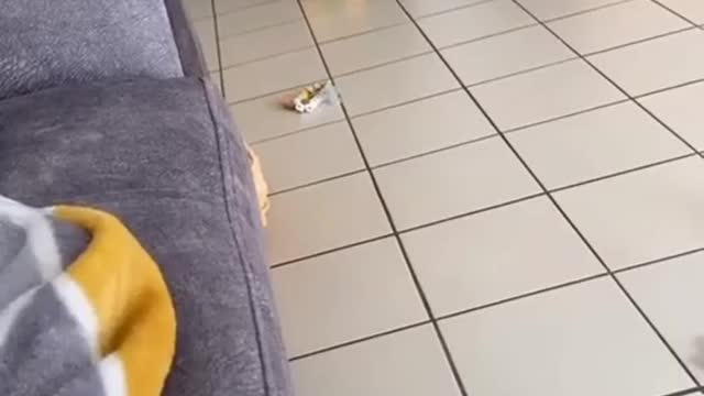 HELLO!