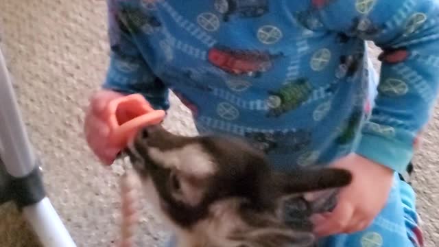 Baby Gives a Binki to Baby Goat Millie