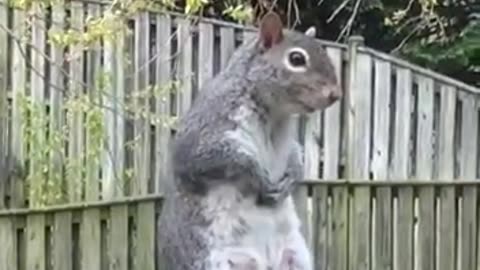 Funny squirrel